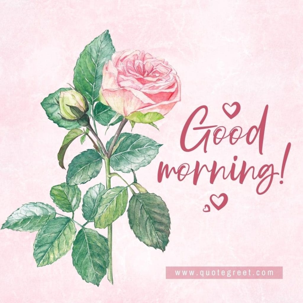 cute-watercolor-good-morning-beautiful-pink-rose-gold-single-one-flower-image-images-piture-pic-pictures-photo-photos-wish-wishes-greetings-message