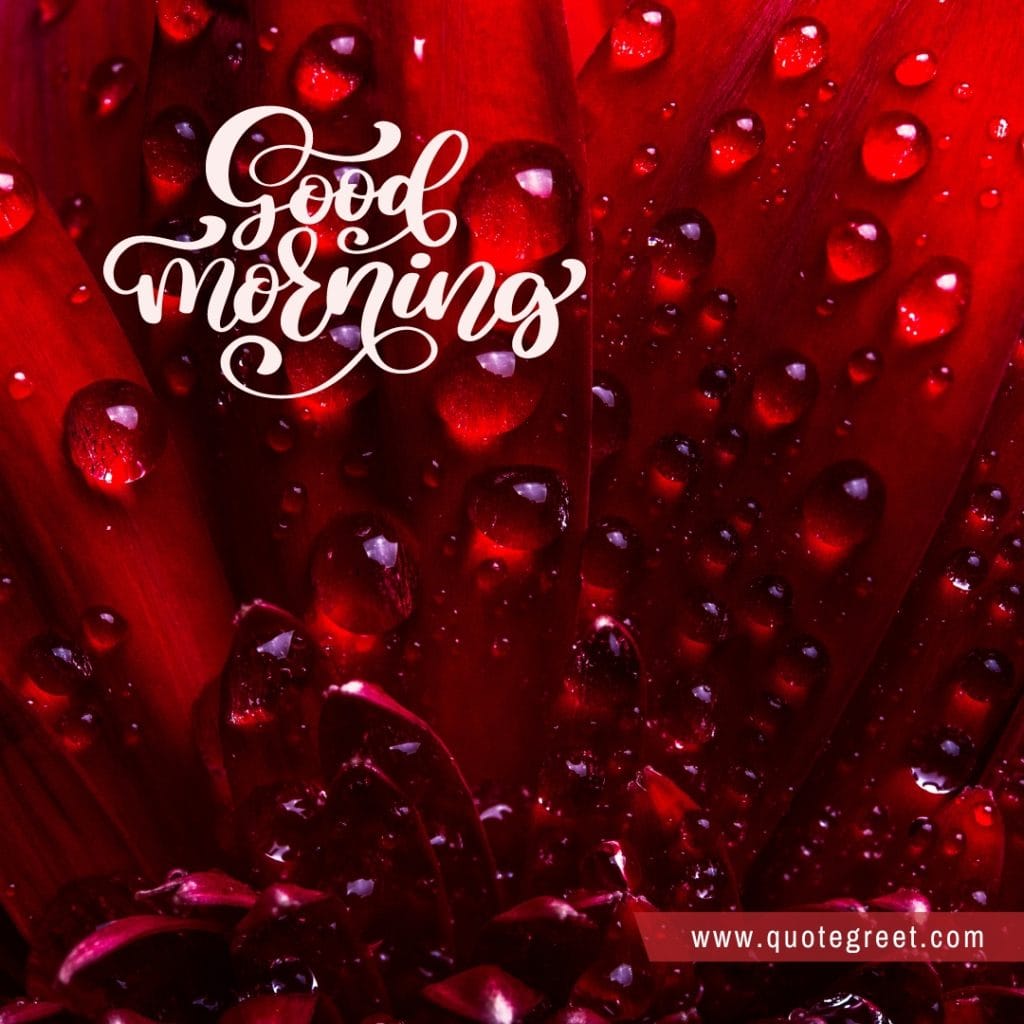 beautiful-good-morning-red-flowers-images-flower-love-romantic-pic-picture-nature-fresh-rain-drops-water-dew