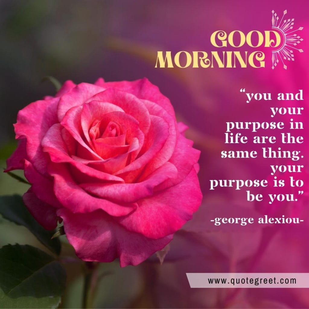 good-morning-quote-quotes-with-beautiful-pink-rose-flower-image-images-piture-pic-pictures-photo-photos-wish-wishes-greetings-message-single-rose-one-pink-flower