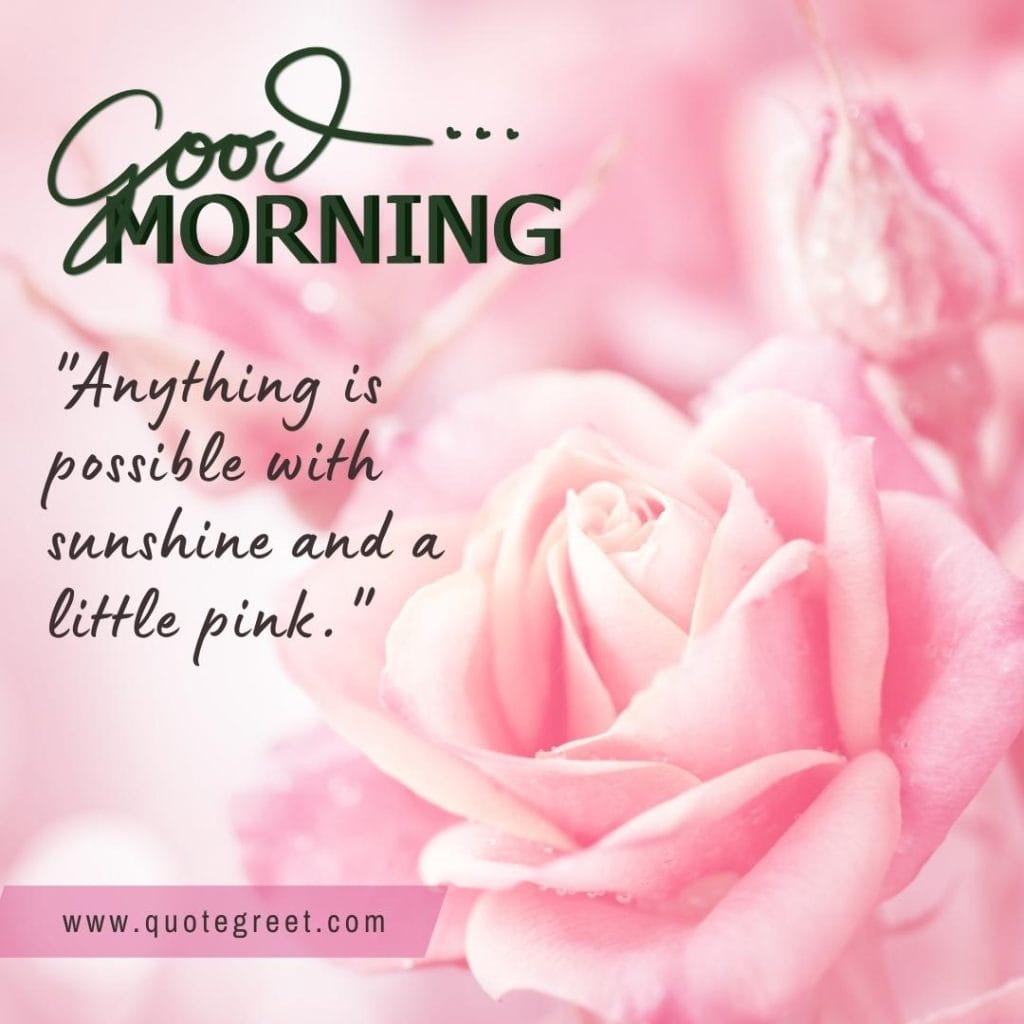 cute-good-morning-pink-rose-flower-image-images-piture-pic-pictures-photo-photos-wish-wishes-flowers.