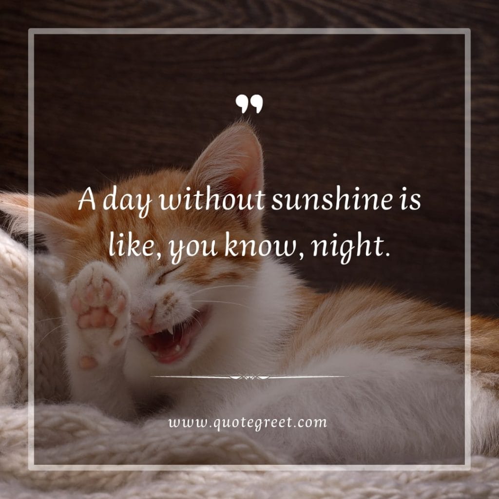 funny-quote-of-the-day-cute-cat-humor-hilarious-kitten