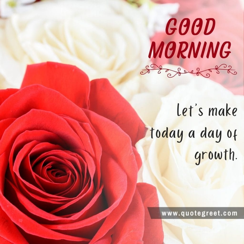 red-white-rose-good-morning-beautiful-cute-wish-romantic-wishes-message-love-greeting-greetings-gud-white-flower-bookey-bouquet-booke-cute-amazing