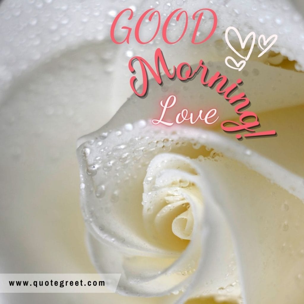 romantic-white-rose-good-morning-beautiful-cute-single-one-1-water-drops-dew-heart-wishes-message-love-greeting-greetings-gud-pink-white-flower.