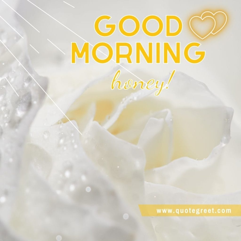 romantic-white-rose-good-morning-beautiful-single-one-1-cute-water-drops-dew-wish-wishes-message-love-greeting-greetings-gud-honey-white-flower-yellow-heart