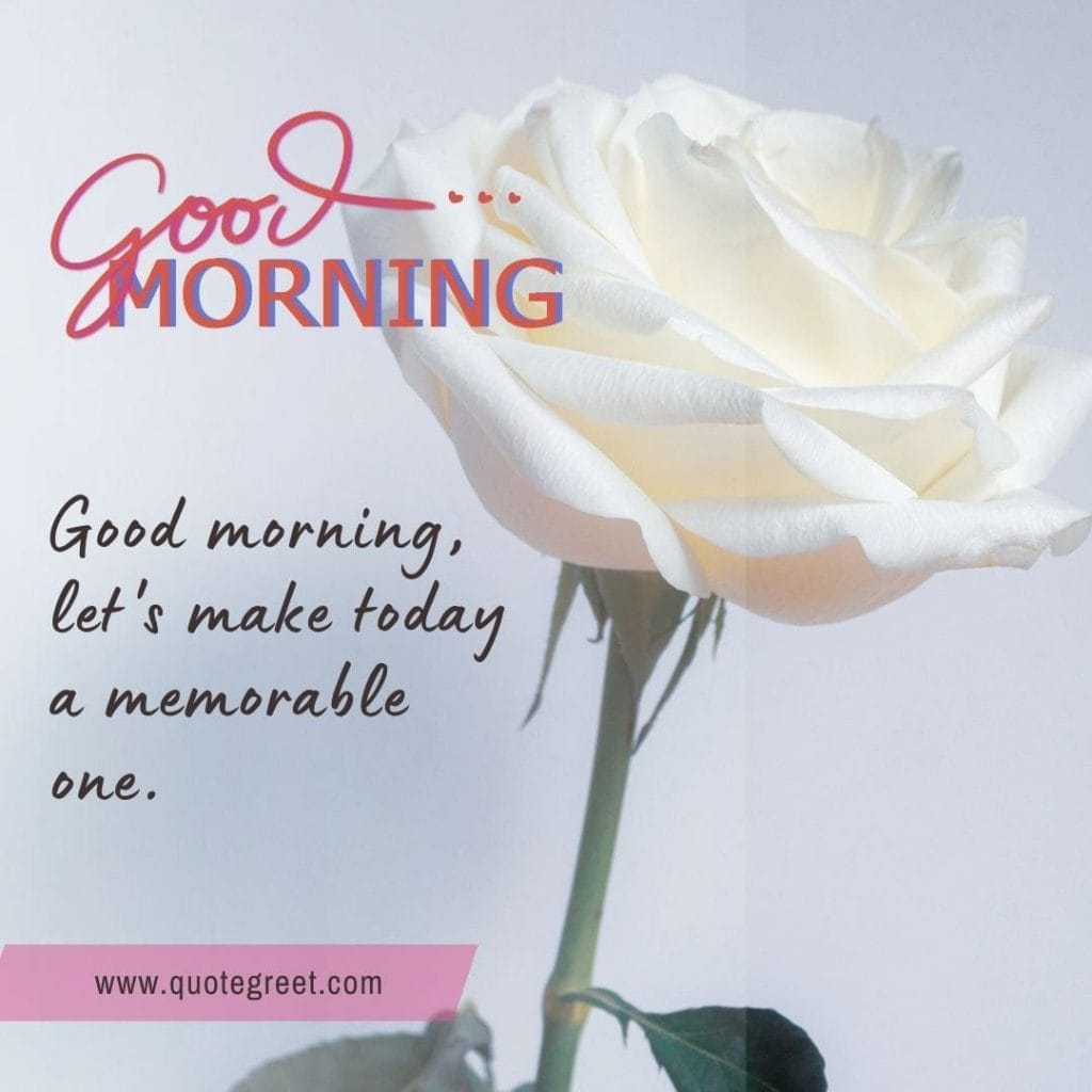 single-white-rose-good-morning-beautiful-cute-one-pink-wishes-message-love-greeting-greetings-gud-three-rose-white-flower-