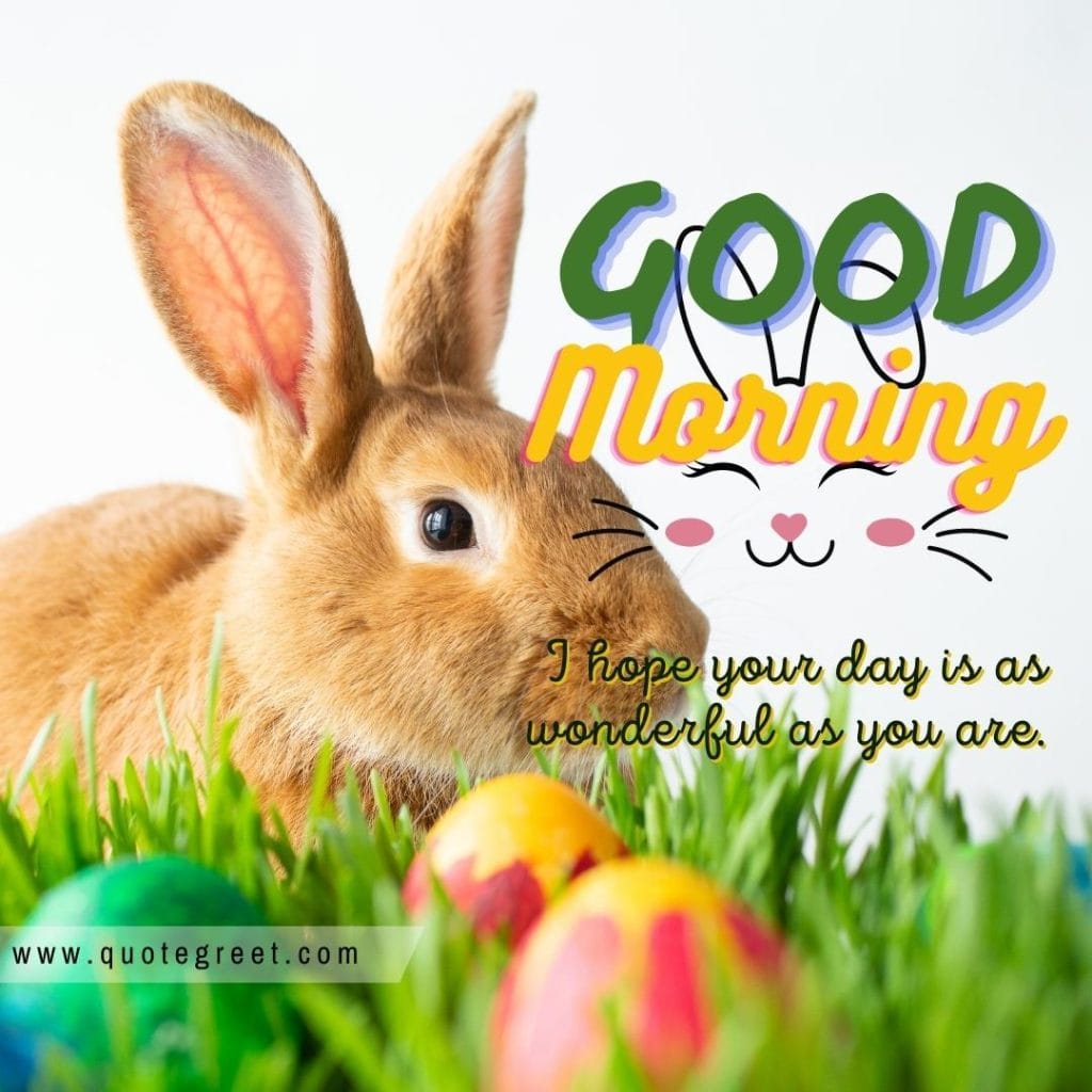 cute-rabbit-good-morning-bunny-image-pic-gud-wishes