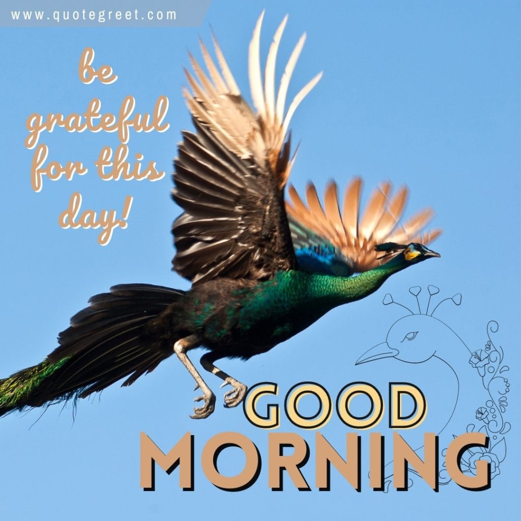 flying-peacock-bird-good-morning-be-grateful-for-this-day-nature-birds-image-pic-gud-picture-photo