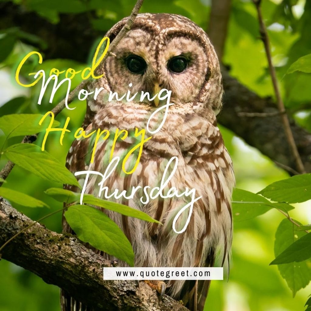 -good-morning-happy-thursday-cute-owl-sitting-on-tree-branch-nature-bird