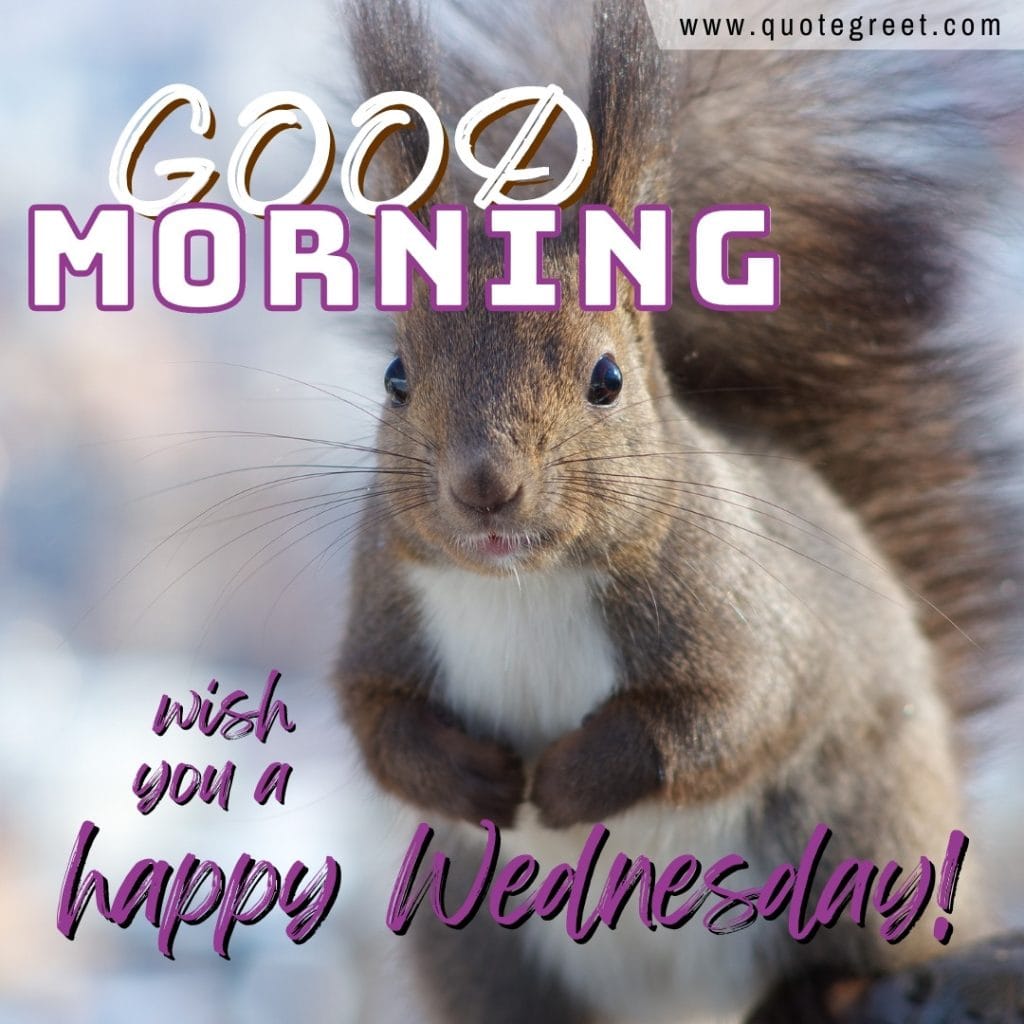 good-morning-happy-wednesday-squirrel-image-picture-pic-photo-gud-wish-message-blessings