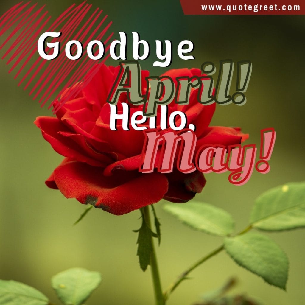 goodbye-april-hello-may-single-red-rose-romantic-heart-floral-image-pic-picture-photo