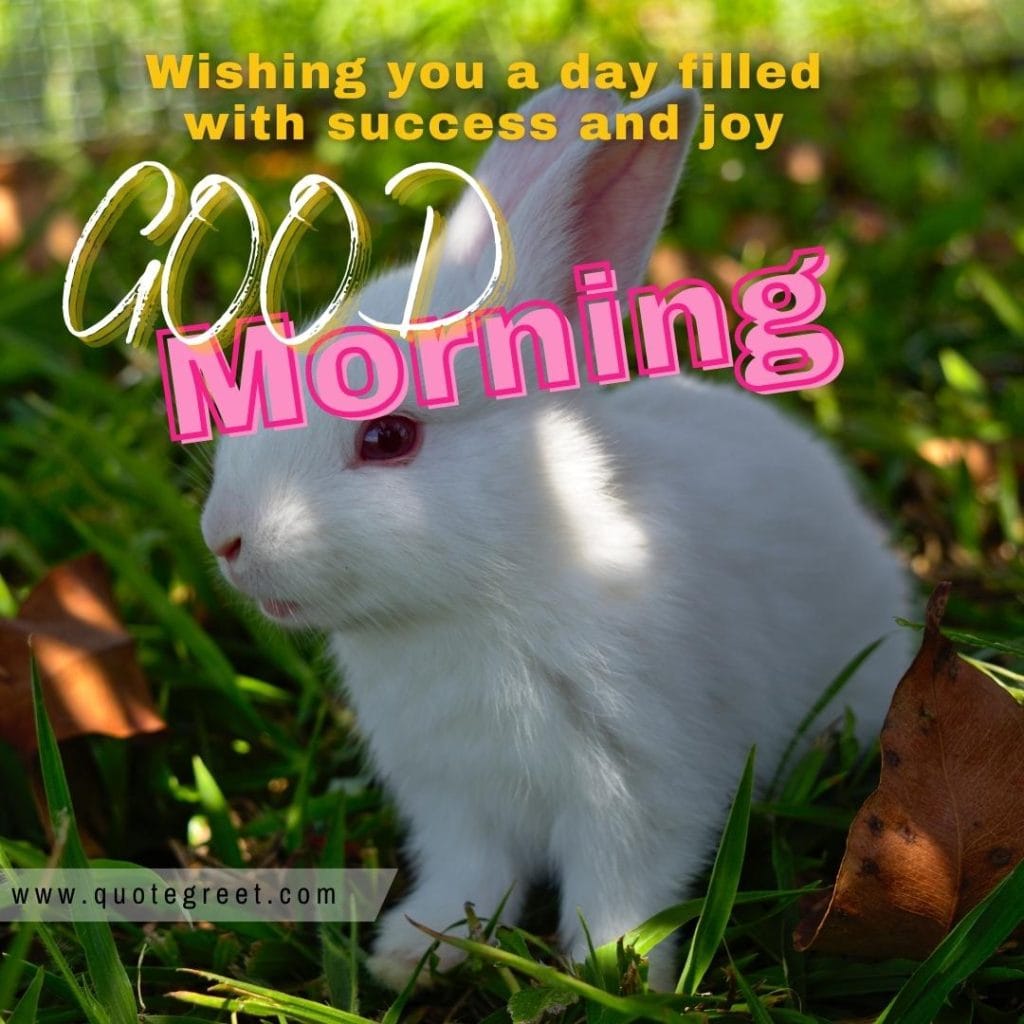 cute-rabbit-good-morning-bunny-image-pic-gud-wishes-white