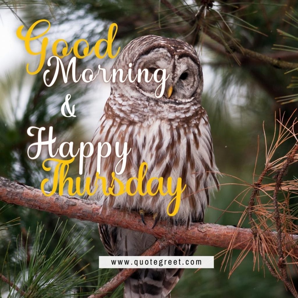 good-morning-happy-thrusday-cute-owl-sitting-on-tree-branch-nature-bird