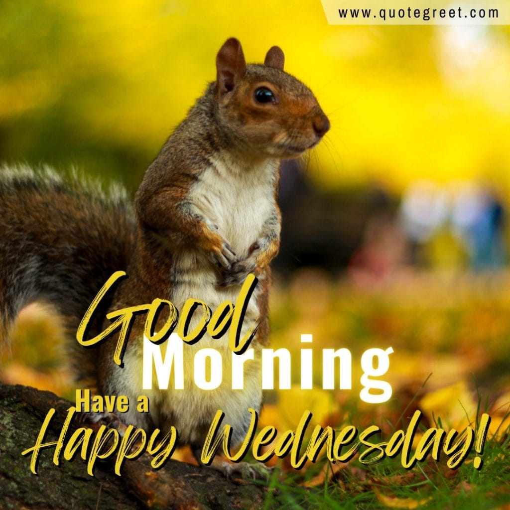 good-morning-happy-wednesday-squirrel-yellow-nature-natural-image-picture-pic-photo-gud-wish-message-blessings