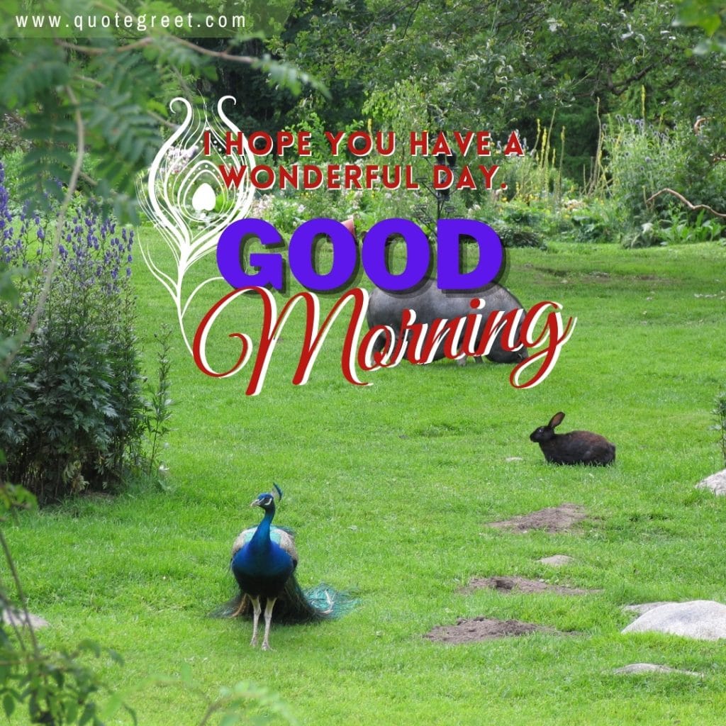 good-morning-peacock-beautiful-greenery-nature-birds-image-pic-gud-picture-photo