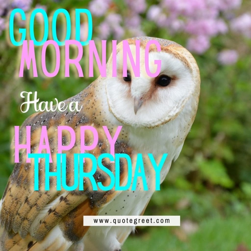 good-morning-happy-thrusday-cute-owl-tree-nature-bird