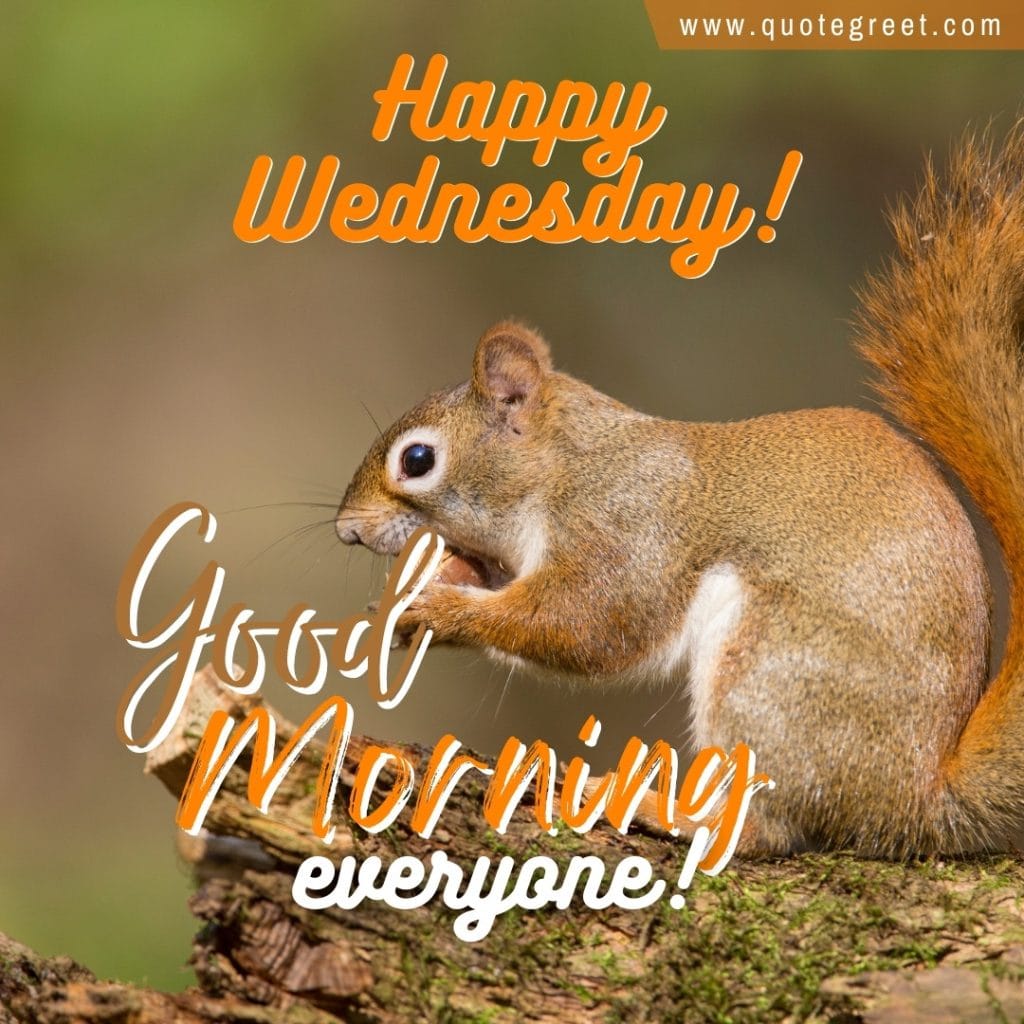 good-morning-happy-wednesday-squirrel-cute-orange-image-picture-pic-photo-gud-wish-message-blessings