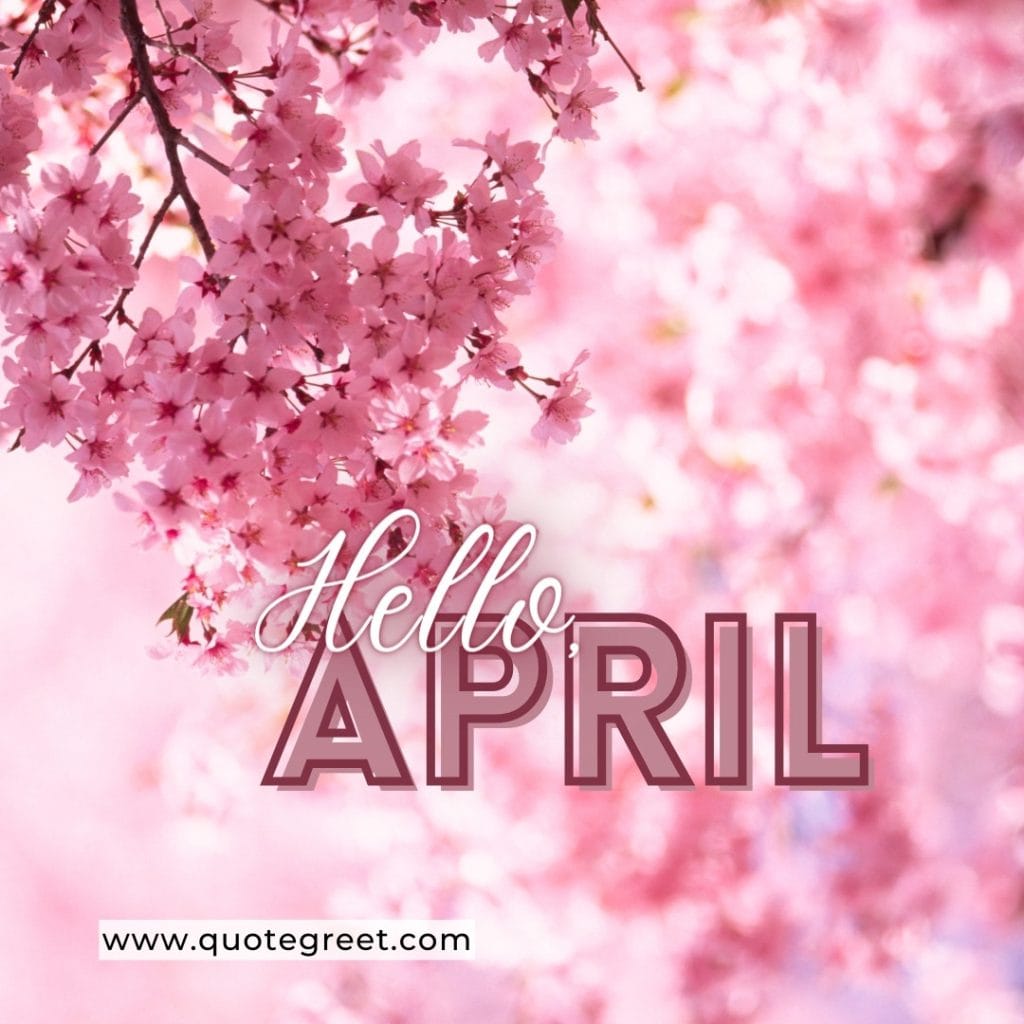 hello-april-cherry-blossom-flowers-branch-pink-cute-amazing-image-picture-pic-photo