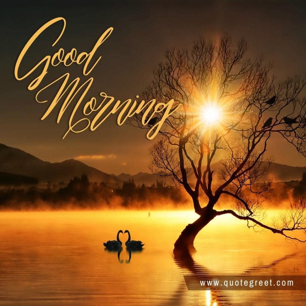 -beautiful-good-morning-image-with-two-swans-white-swan-sunrise-nature-water-lake-river-tree-swan-pic-gud