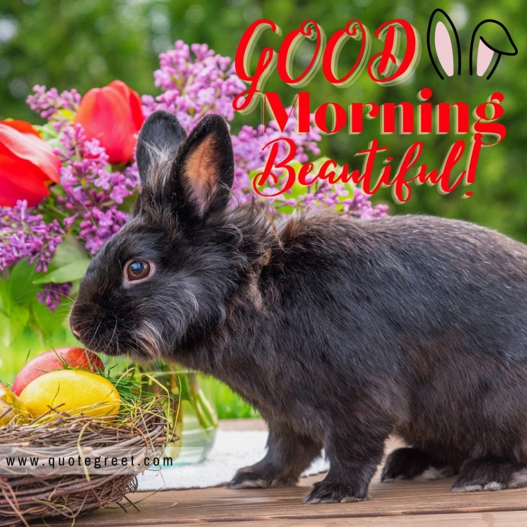 cute-black-rabbit-good-morning-bunny-image-pic-gud-wishes