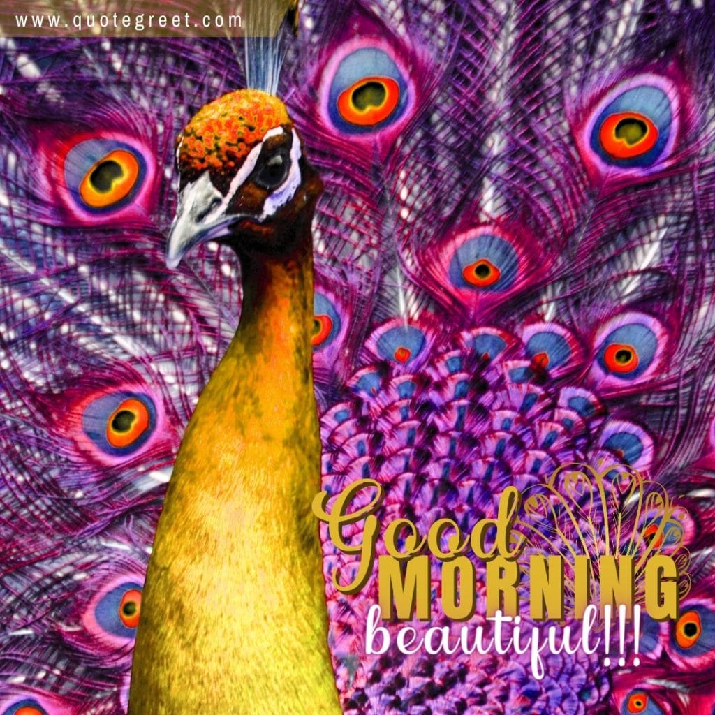 good-morning-beautiful-yellow-pink-peacock-nature-birds-image-pic-gud-picture-photo