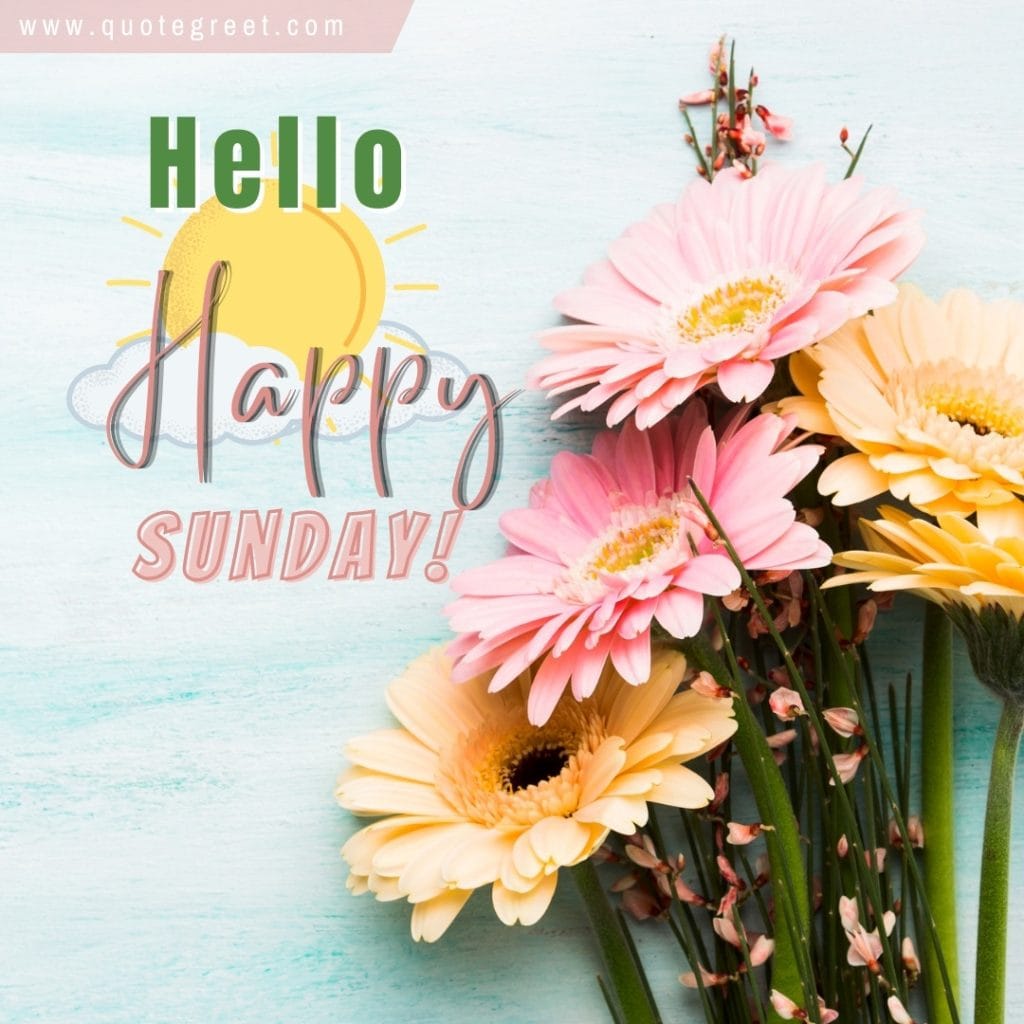 hello-happy-sunday-beautitul-flowers-daisies-pink-yellow-daisy-aesthetic-image-pic-picture-photo