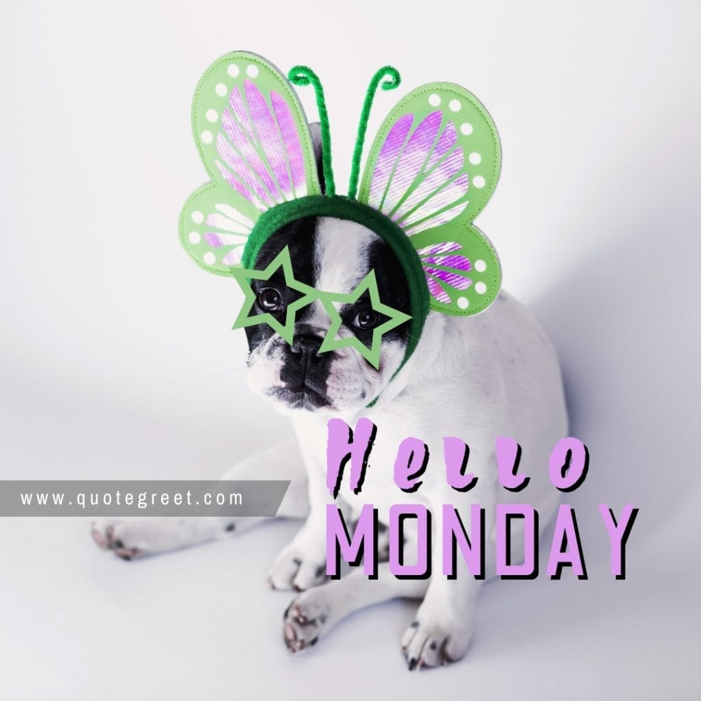 hello-monday-funny-cute-dog-puppy-image-images