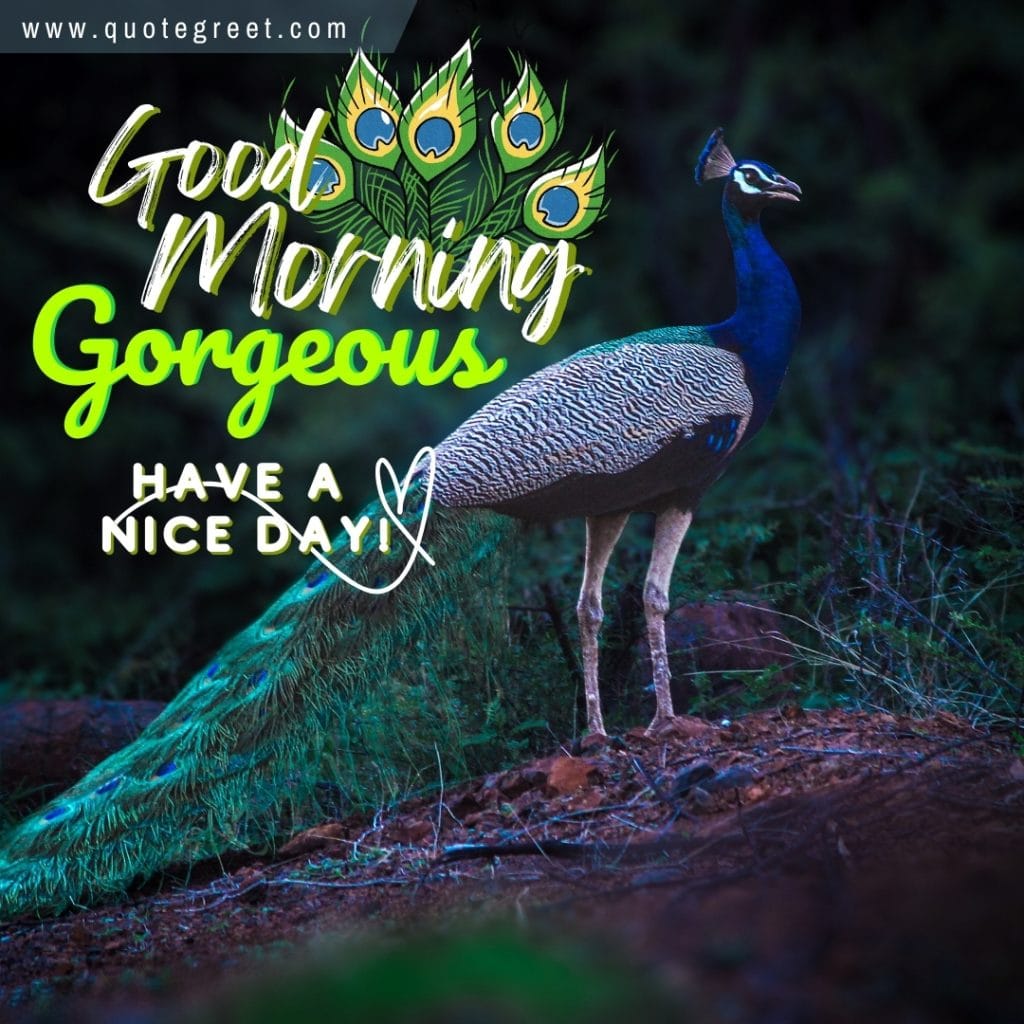 beautiful-peacock-good-morning-gorgeous-have-a-nice-day-nature-birds-image-pic-gud-picture-photo