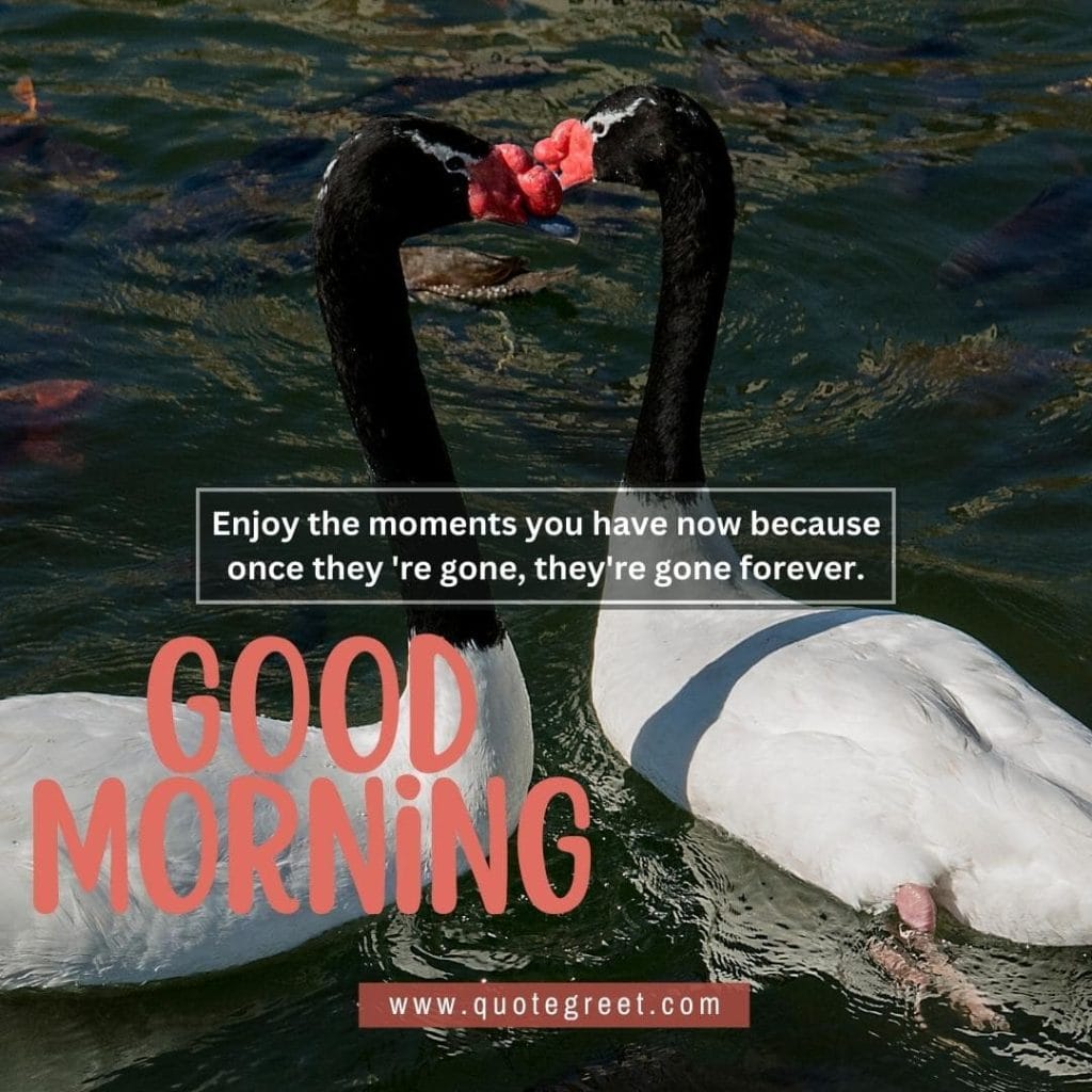 cute-black-white-swans-heart-good-morning-river-lake-water-sunrise-nature-pic-gud-love-romantic