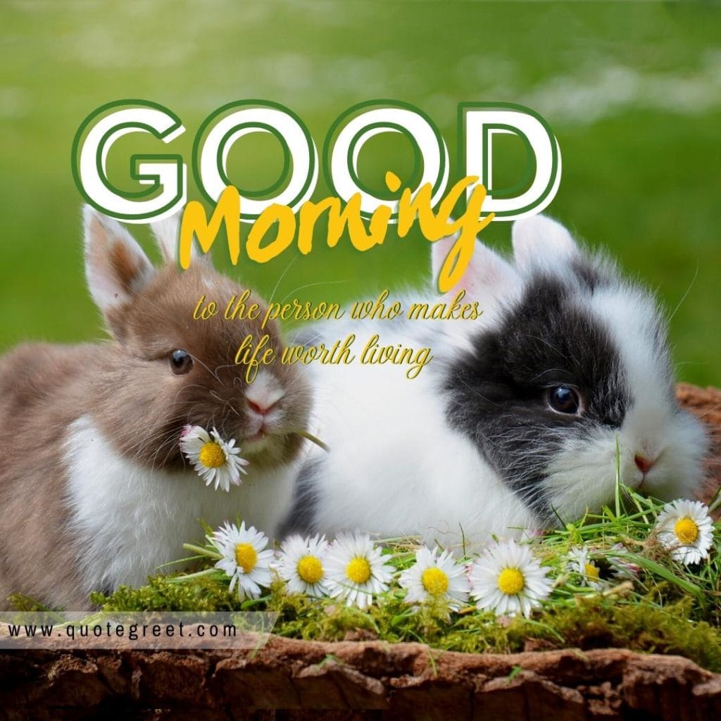 ute-rabbit-good-morning-bunny-image-pic-gud-wishes-bunnies