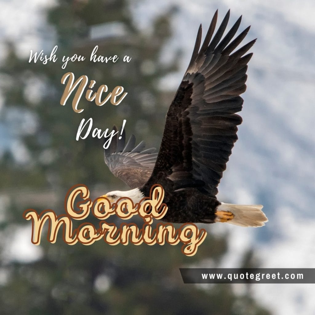 flying-bird-eagle-good-morning-wish-you-have-a-nice-day-image-pic-gud-picture-photo