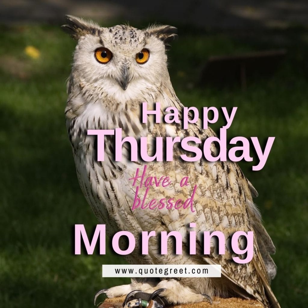 good-morning-happy-thrusday-cute-owl-sitting-on-tree-branch-nature-bird-exotic-birds