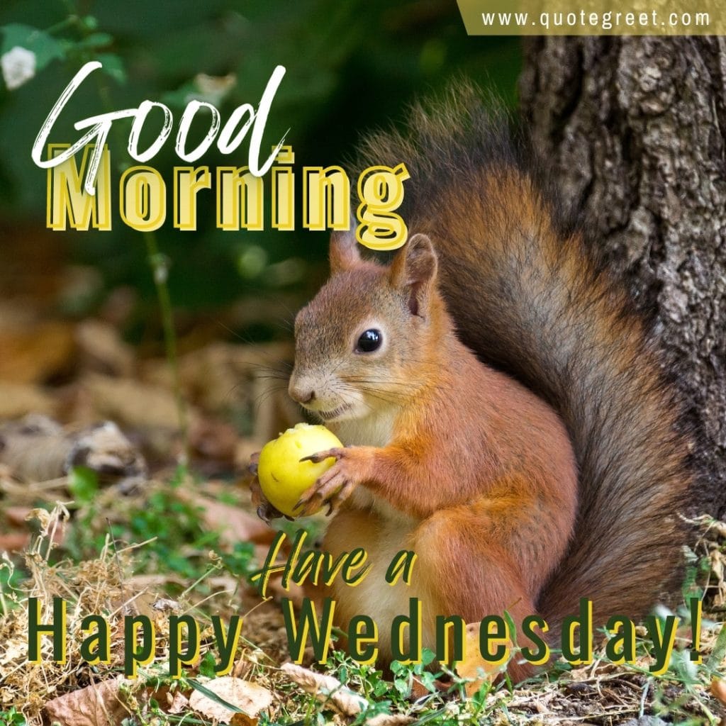 good-morning-happy-wednesday-squirrel-cute-nature-eating-apple-image-picture-pic-photo-gud-wish-message-blessings