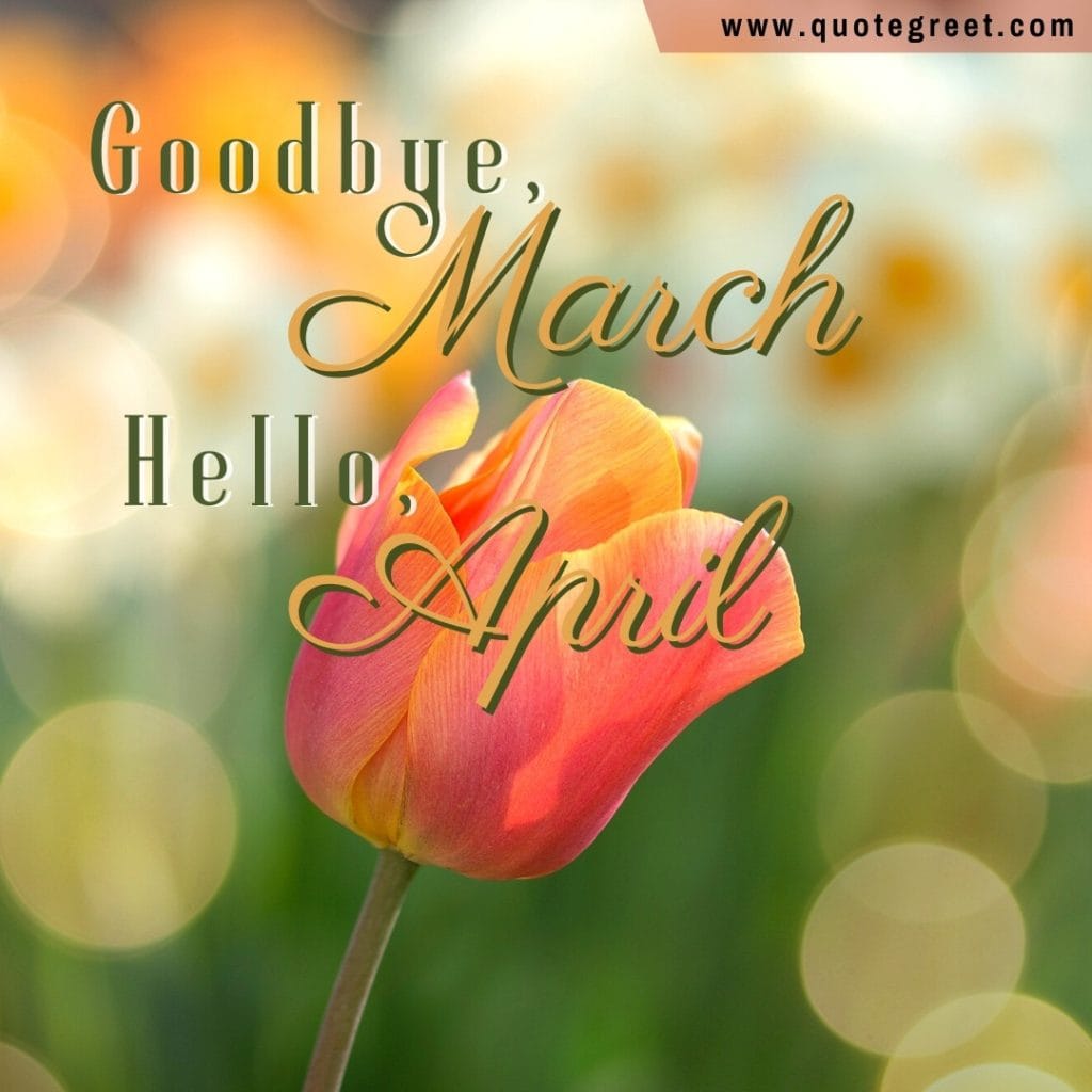 goodbye-march-hello-april-romantic-single-tulip-one-flower-cute-amazing-image-picture-pic-photo