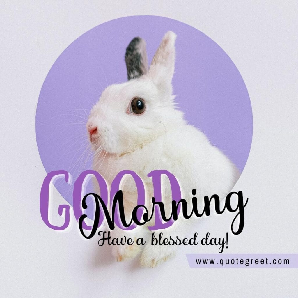 cute-white-rabbit-good-morning-bunny-image-pic-gud-wishes-bunnies-rabit