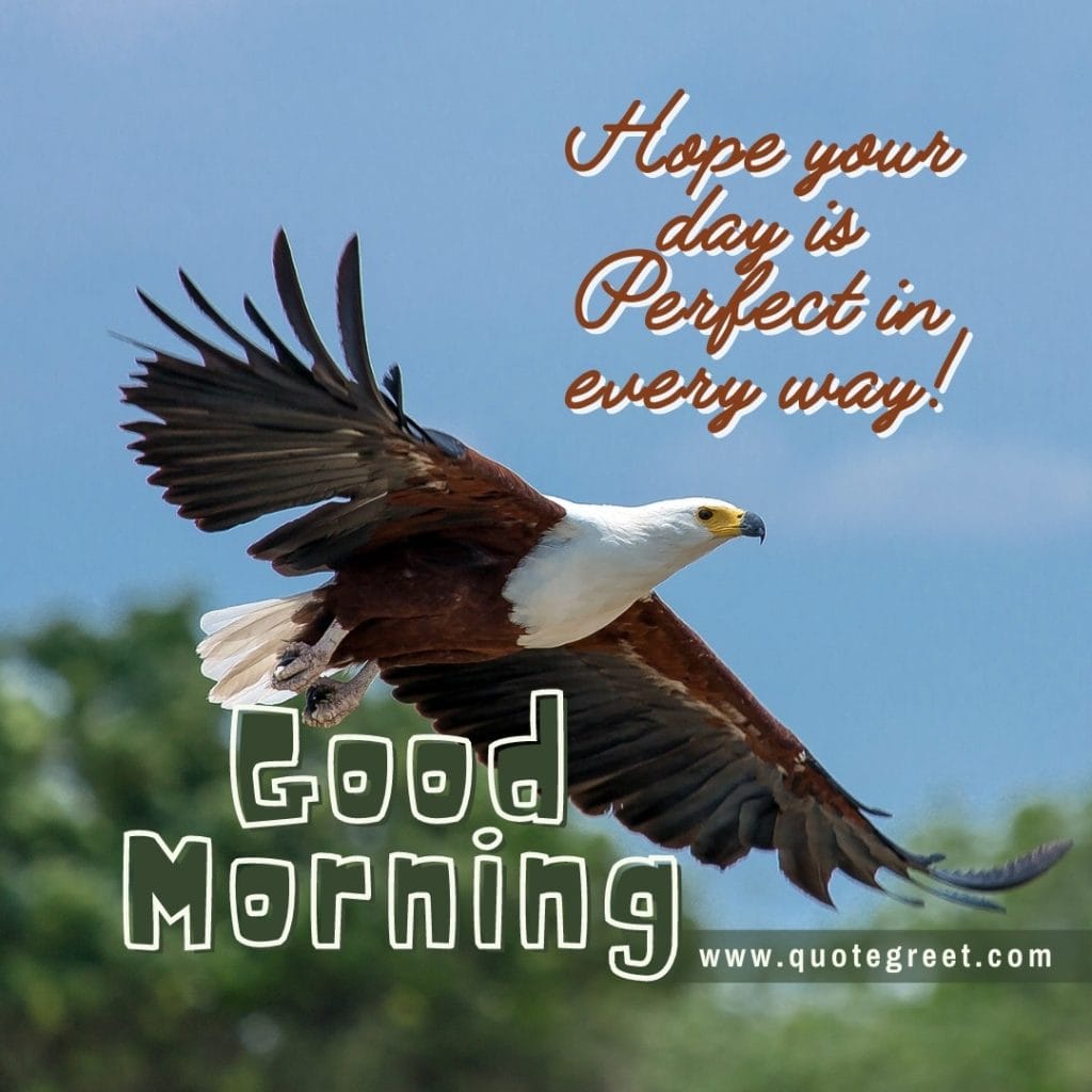 flying-bird-eagle-good-morning-hope-your-day-is-perfect-in-every-way-image-pic-gud-picture-photo