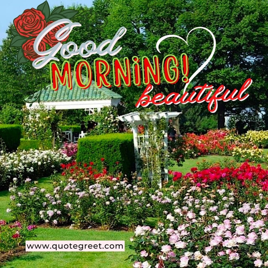 rose-flowers-garden-good-morning-beautiful-greenery-nature-natural-park-pic-gud-image-photo-picture