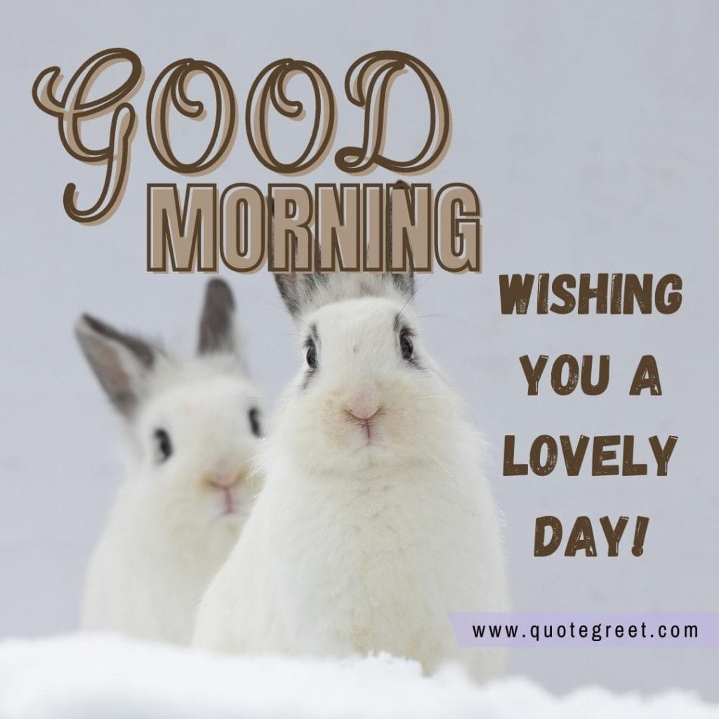 ute-white-rabbit-good-morning-bunny-image-pic-gud-wishes-bunnies-rabit