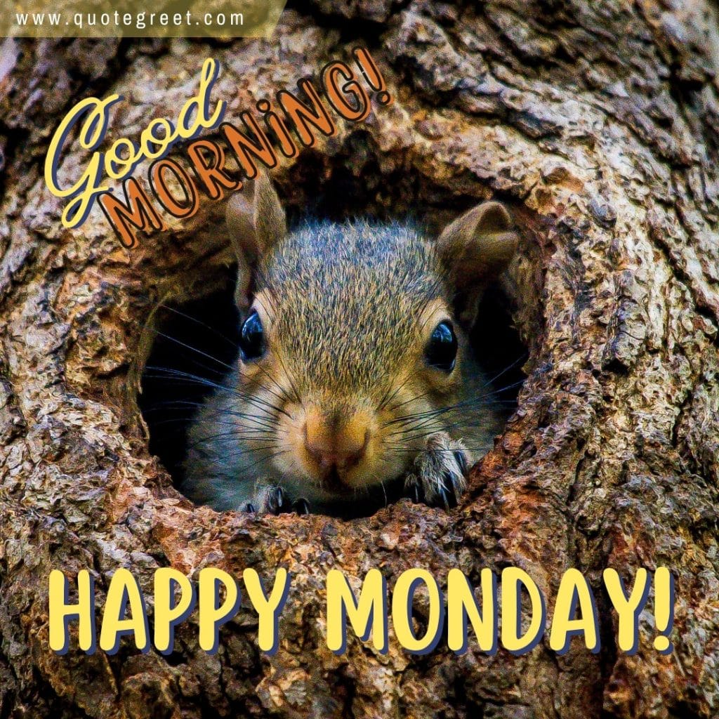 good-morning-happy-monday-squirrel-image-in-tree-picture-pic-photo-gud-wish-message-blessings