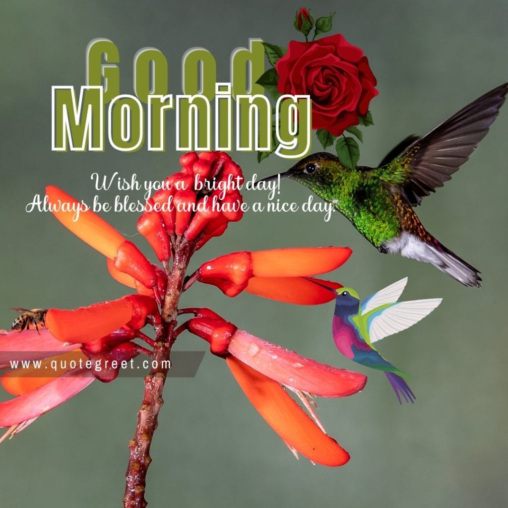 good-morning-hummingbird-red-rose-flower-wish-blessing-message-hummingbirds-bird-picture-pic-photo-image