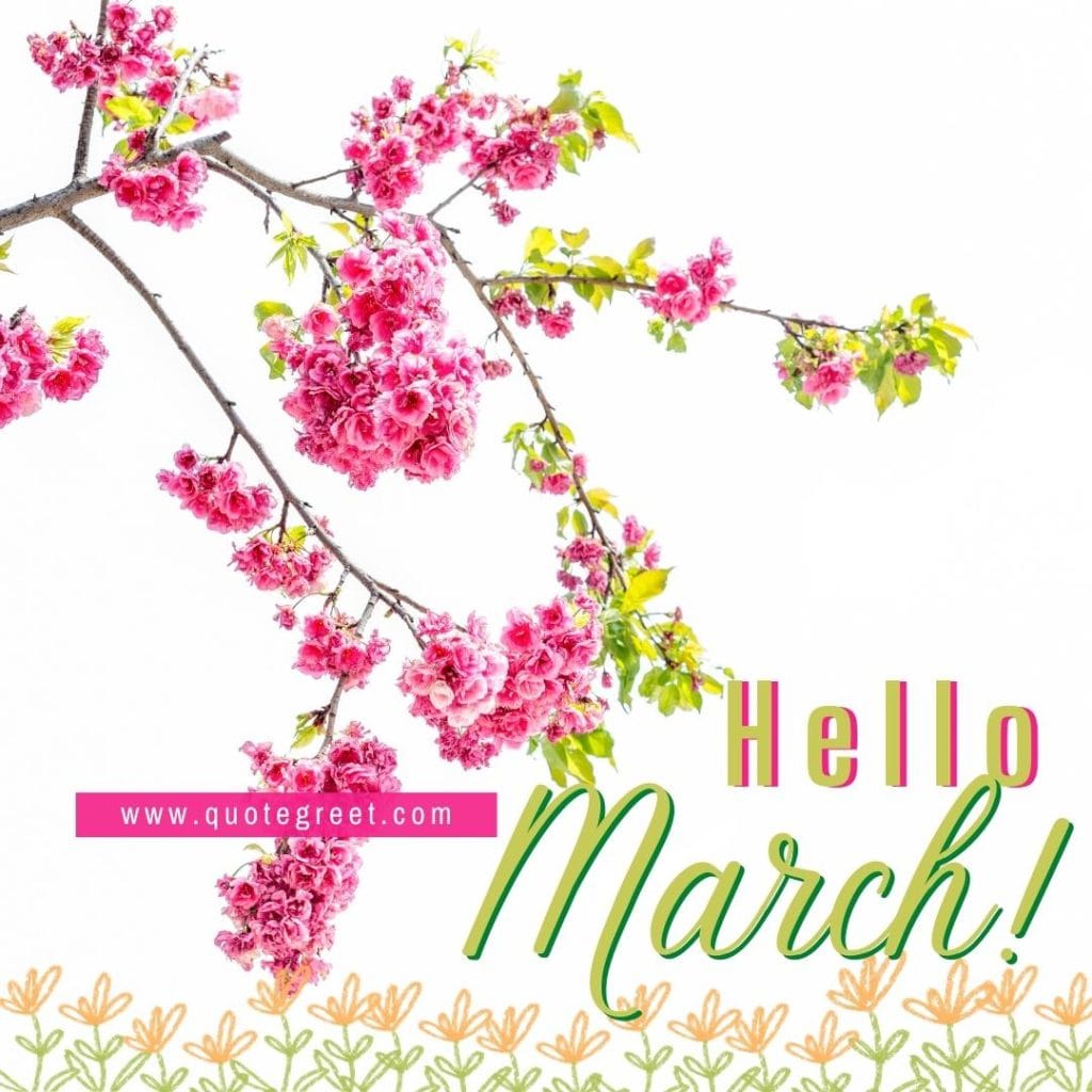 pink-hello-march-image-pink-flowers-tree-branch-white-pic-picture-photo