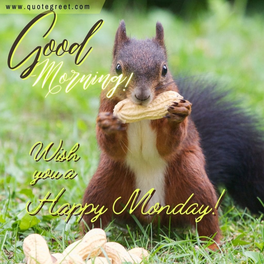 good-morning-happy-monday-squirrel-nature-beautiful-image-picture-pic-photo-gud-wish-message-blessings