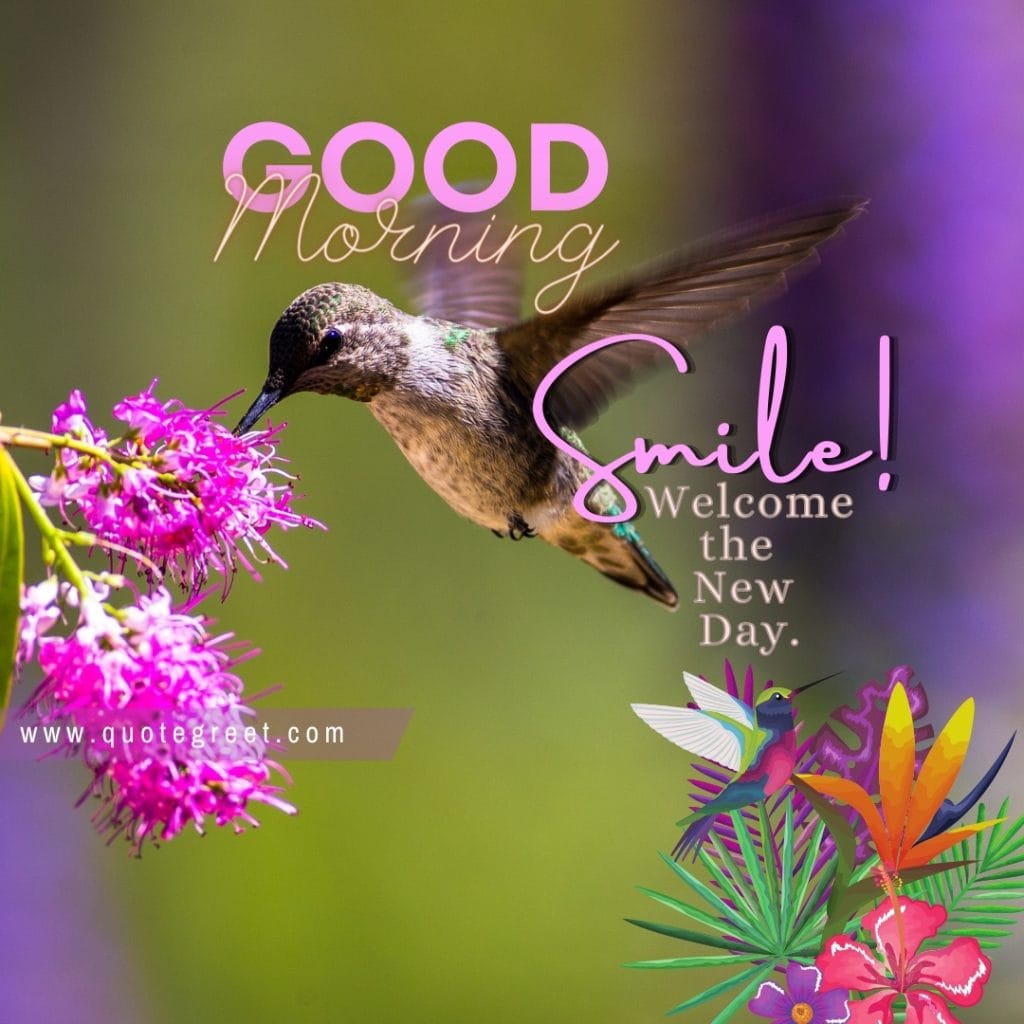 good-morning-hummingbird-purple-flower-cute-beautiful-violet-bird-picture-pic-photo-image