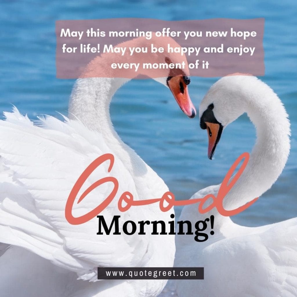 beautiful-good-morning-image-with-two-swans-white-swan-sunrise-nature-water-lake-river-swan-pic-gud-heart