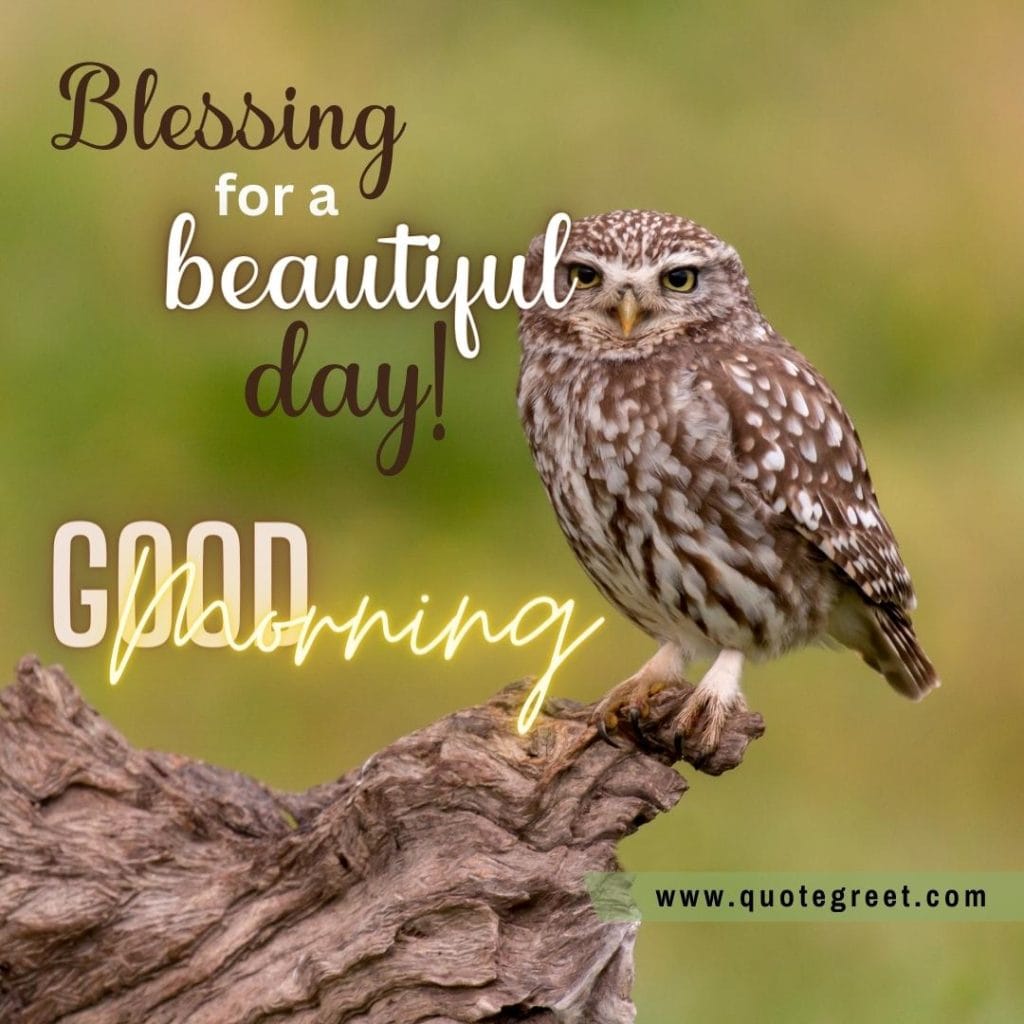 good-morning-blessing-cute-owl-sitting-on-tree-branch-nature-bird