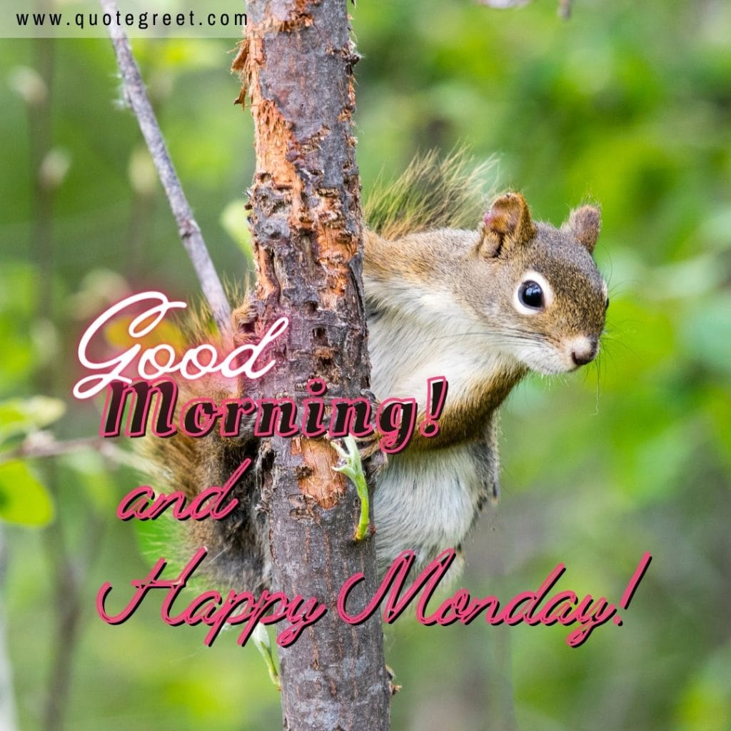 good-morning-happy-monday-squirrel-cute-nature-natural-image-picture-pic-photo-gud-wish-message-blessings