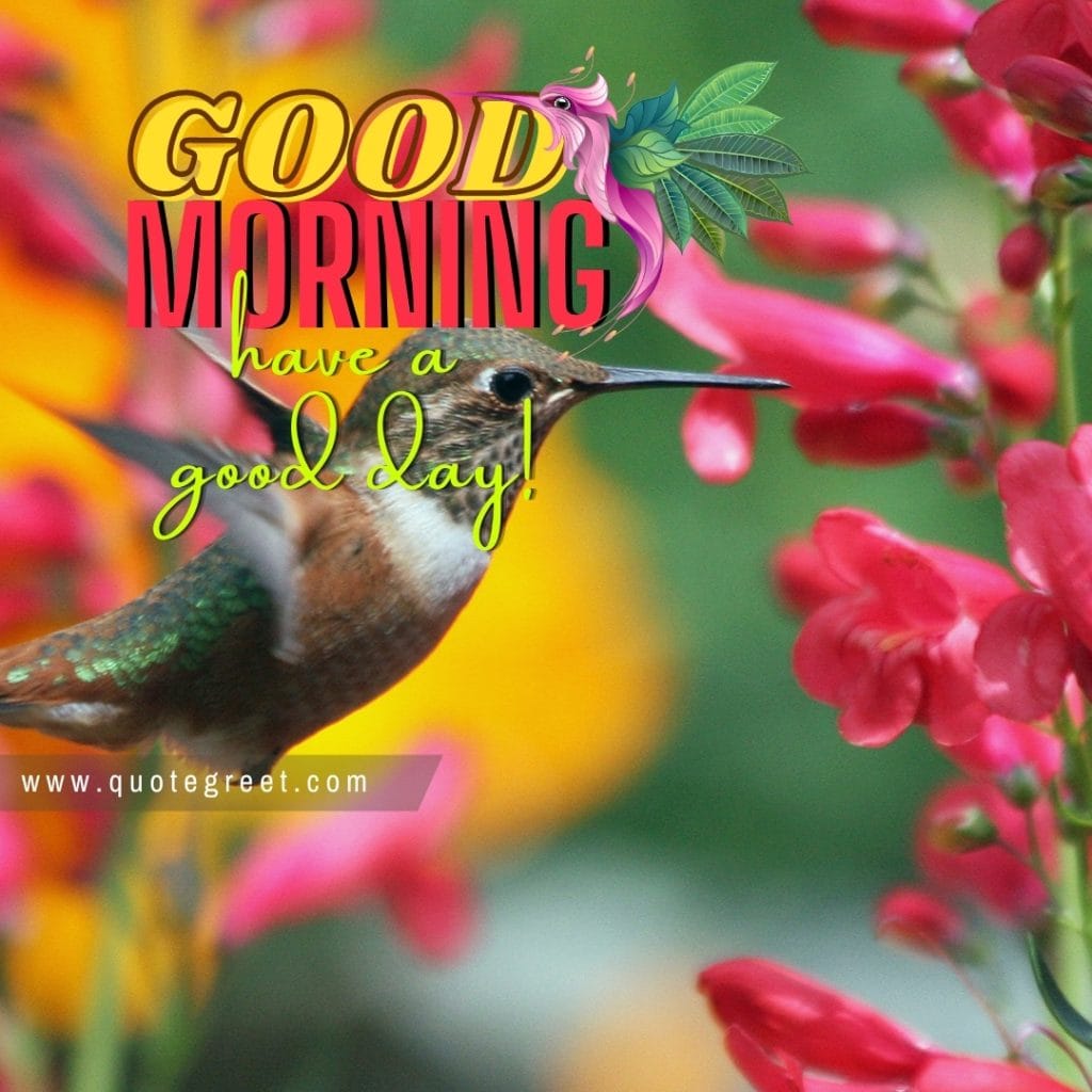 good-morning-hummingbird-red-flowers-beautiful-have-a-good-day-bird-picture-pic-photo-image