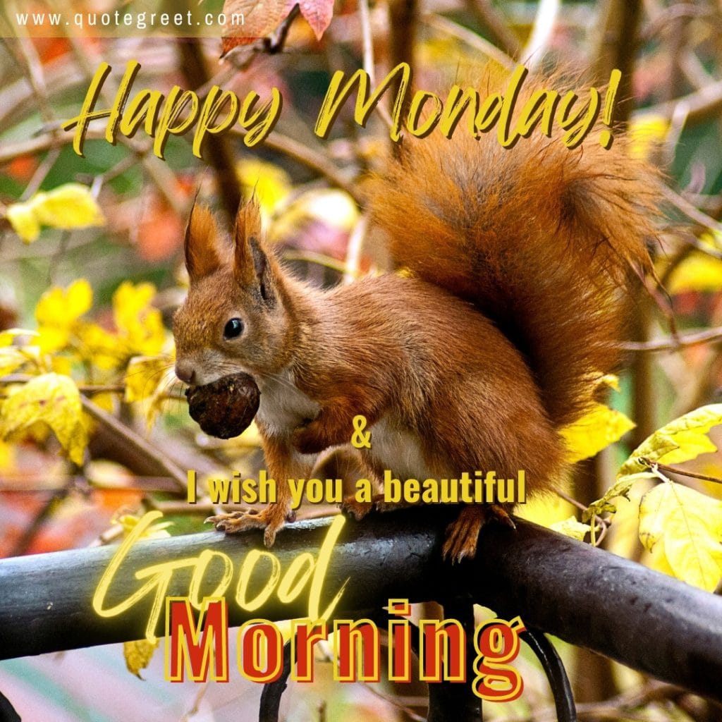 good-morning-happy-monday-squirrel-image-picture-pic-photo-gud-wish-message-blessings