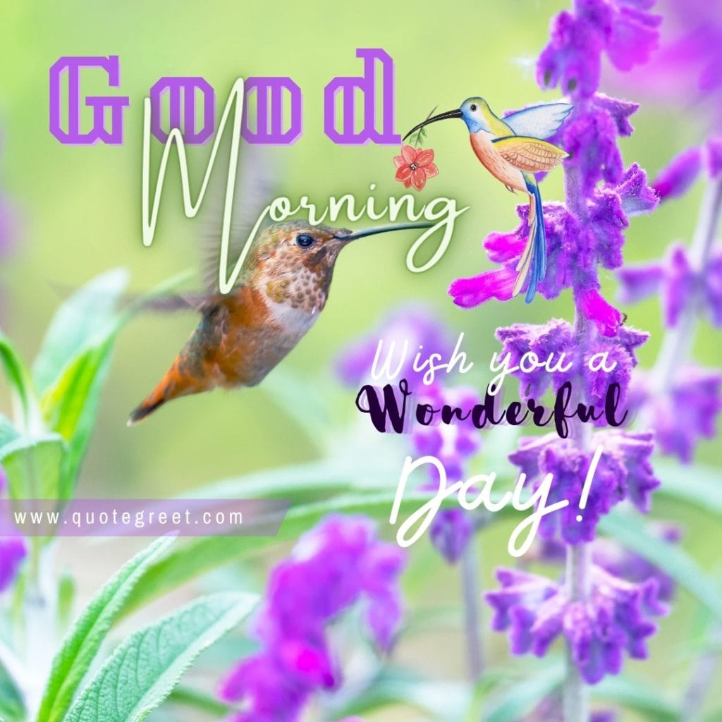 good-morning-hummingbird-purple-flowers-cute-fresh-bird-picture-pic-photo-image-gud