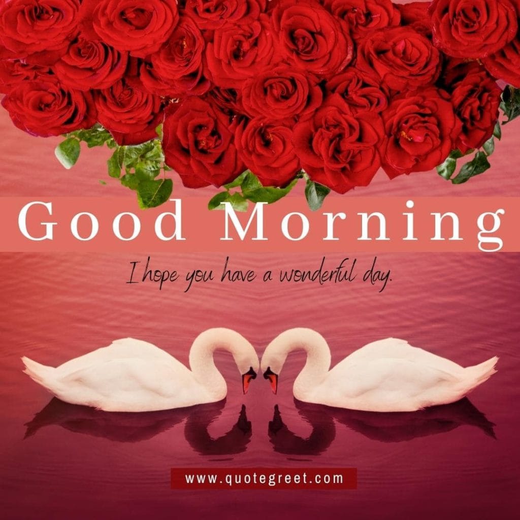 beautiful-good-morning-image-with-two-swans-white-swan-red-roses