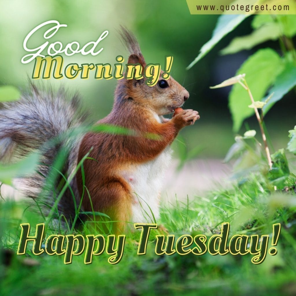 good-morning-happy-tuesday-squirrel-nature-beautiful-image-picture-pic-photo-gud-wish-message-blessings